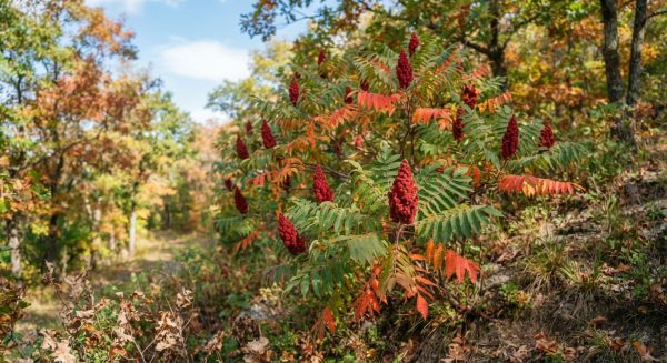 Découvrez comment le sumac vinaigrier booste votre bien-être